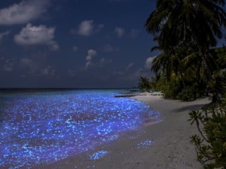 glowingbeachmaldivesphytoplankton_Large