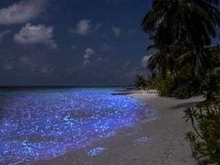 glowingbeachmaldivesphytoplankton_Large-320x240